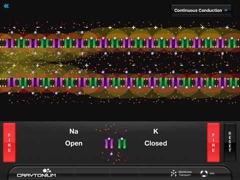Craytonium Interactive Neurophysiology screenshot 4