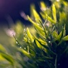 Depth of Field Photography HD-Art Pictures