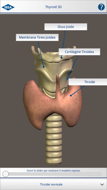 Thyroid 3D