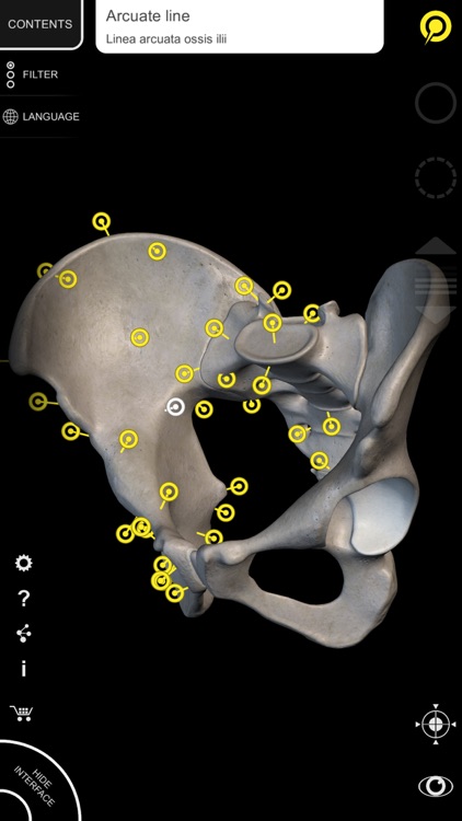 Muscle | Skeleton - 3D Atlas of Anatomy