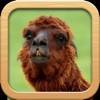 Funny Animals Catalog and Animal Soundboard