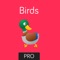 Birds Preschool Toddler is a great tool to help toddlers learn Birds