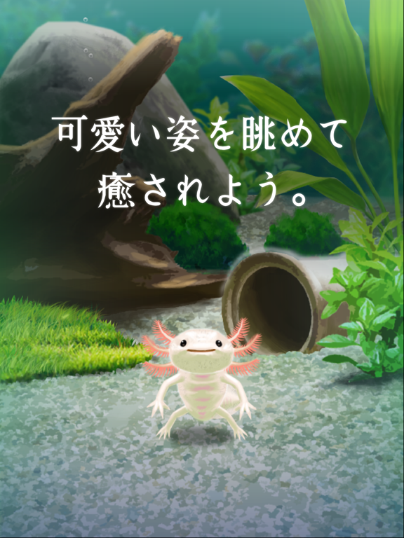 癒しのウーパールーパー育成ゲーム By Hiroki Yamada Ios 日本 Searchman アプリマーケットデータ