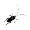 Animated Cockroach Stickers Pack