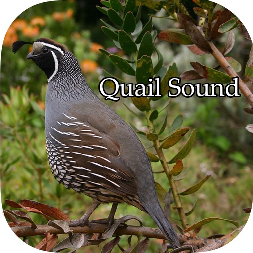 Quail Sound – California, Jungle Bush, Bob White iOS App