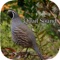 Quail Sound – California, Jungle Bush, Bob White