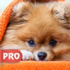 Pomeranian Dog Wallpapers Pro