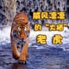 奇妙的朋友萌萌百科动物系列：威风凛凛的“大猫”老虎