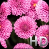 Pink Flowers HD WallPapers &amp; Background Free