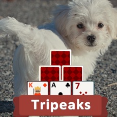 Activities of TriPeaks Puppies