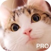 Kittens Sound Game PRO, talk with Tom cat!