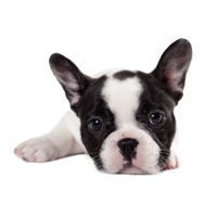 Cute Puppies Stickers sur PC