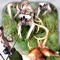 Archer Animal Hunting: Boo Master Challenge