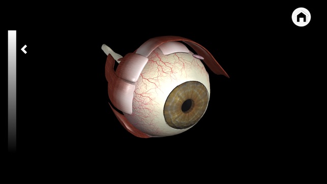 Ophthalmology in Dogs (Free Version)(圖5)-速報App