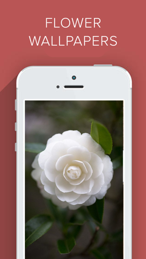 Beautiful Flower Wallpapers HD(圖2)-速報App