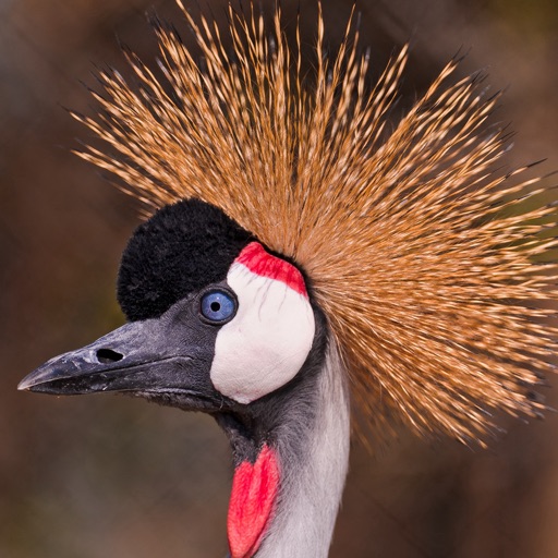 Grey Crowned Crane Wallpapers HD- Quotes and Art