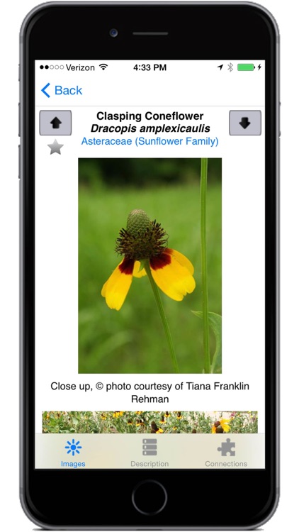 Flora of Texas: Fort Worth Prairie Region screenshot-3