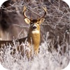 Deer Hindmost Hunt:Woodland Sniper Immolate Shoot