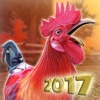 Chicken Day . Farm Chick Runner 2017