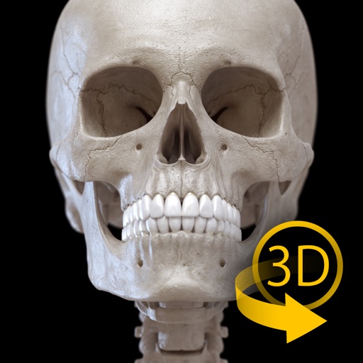 Skeleton - 3D Atlas of Anatomy