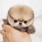 Live Pets - Dynamic Puppy Wallpapers Screen Lock