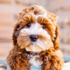 Cute Puppy Dog Wallpaper & Background