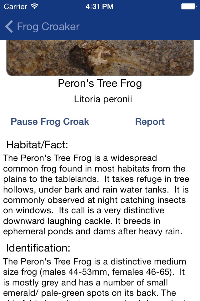 Frog Croaker screenshot 3