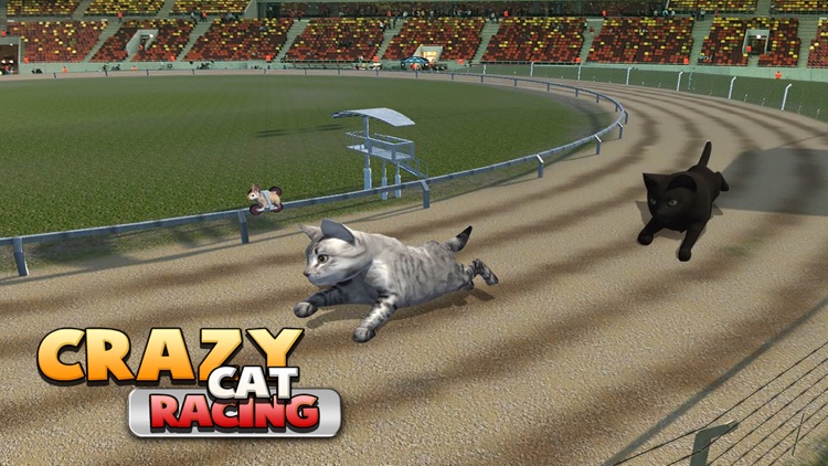 Cat Racing Free Game screenshot-3