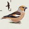 A high-quality digital field guide covering 271 species of birds regularly seen in Britain and Ireland