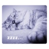 Many Cute Cat Photo Sticker