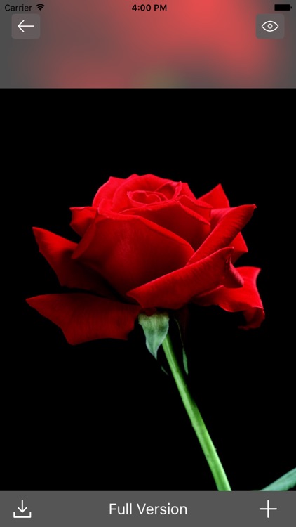 Download Rose Mobile Wallpapers 155apk for Android  apkdlin