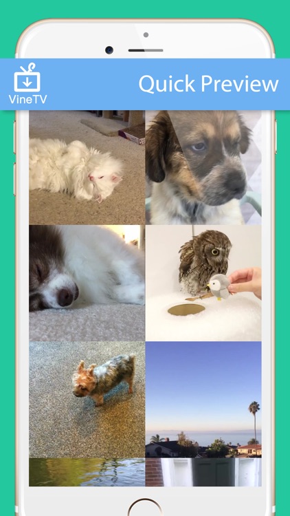 VinTV - Watch Vine Videos in Your Favorite Way