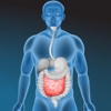 Digestive System Quiz