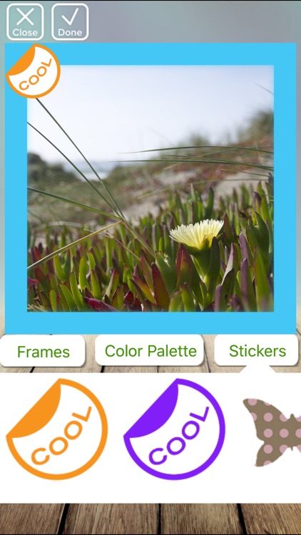 Cat Stickersz