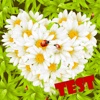 Test of Love flower