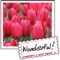 Beautiful Tulips stickers by wenpei