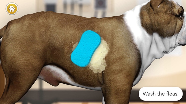 Pet Vet Doctor Dogs