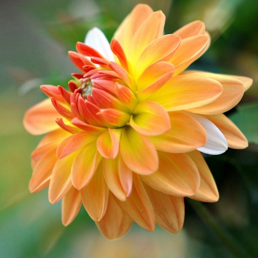 Yellow and Orange Flowers Wallpapers HD