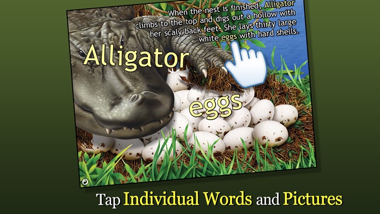 Alligator at Saw Grass Road - Smithsonian's