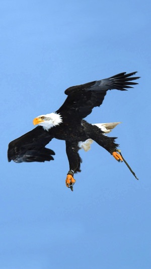 VR Fly With A Real Bald Eagle Virtual Re