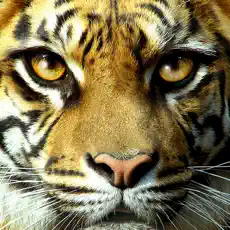 Application Wild Cats Slideshow & Wallpapers 4+