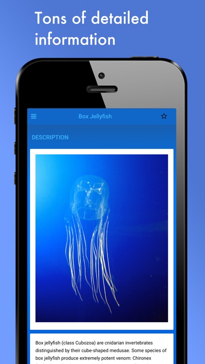 Jellyfish Species