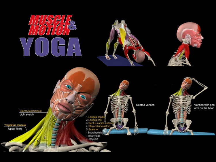 Muscle and Motion Yoga screenshot-4