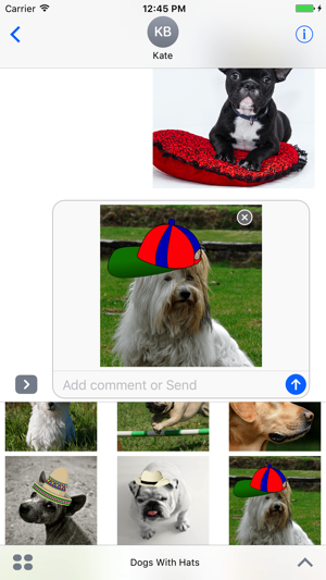 Dogs With Hats(圖1)-速報App