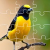 Puzzles Bird Games And Jigsaw For Kids Education