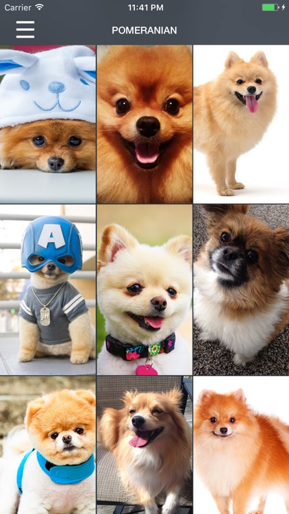 Pomeranian Dog Wallpapers Pro