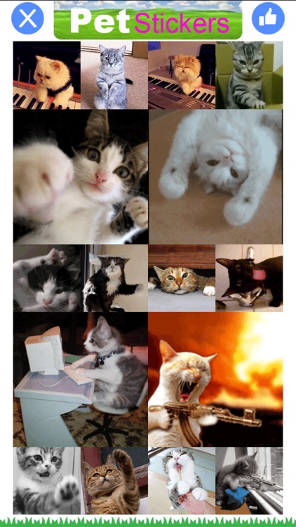 Pet Stickers - Cats & Dogs Animated Gif Stickers screenshot-4