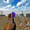 Real Safari Zoo Visit Game is the one of Zoo Top Game,it is design for childeren they can visit and enjoy the complete zoo from home playing this game