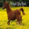 Cowgirl Bling Ranch LLC