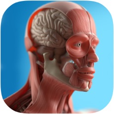 Activities of Anatomy Game Anatomicus